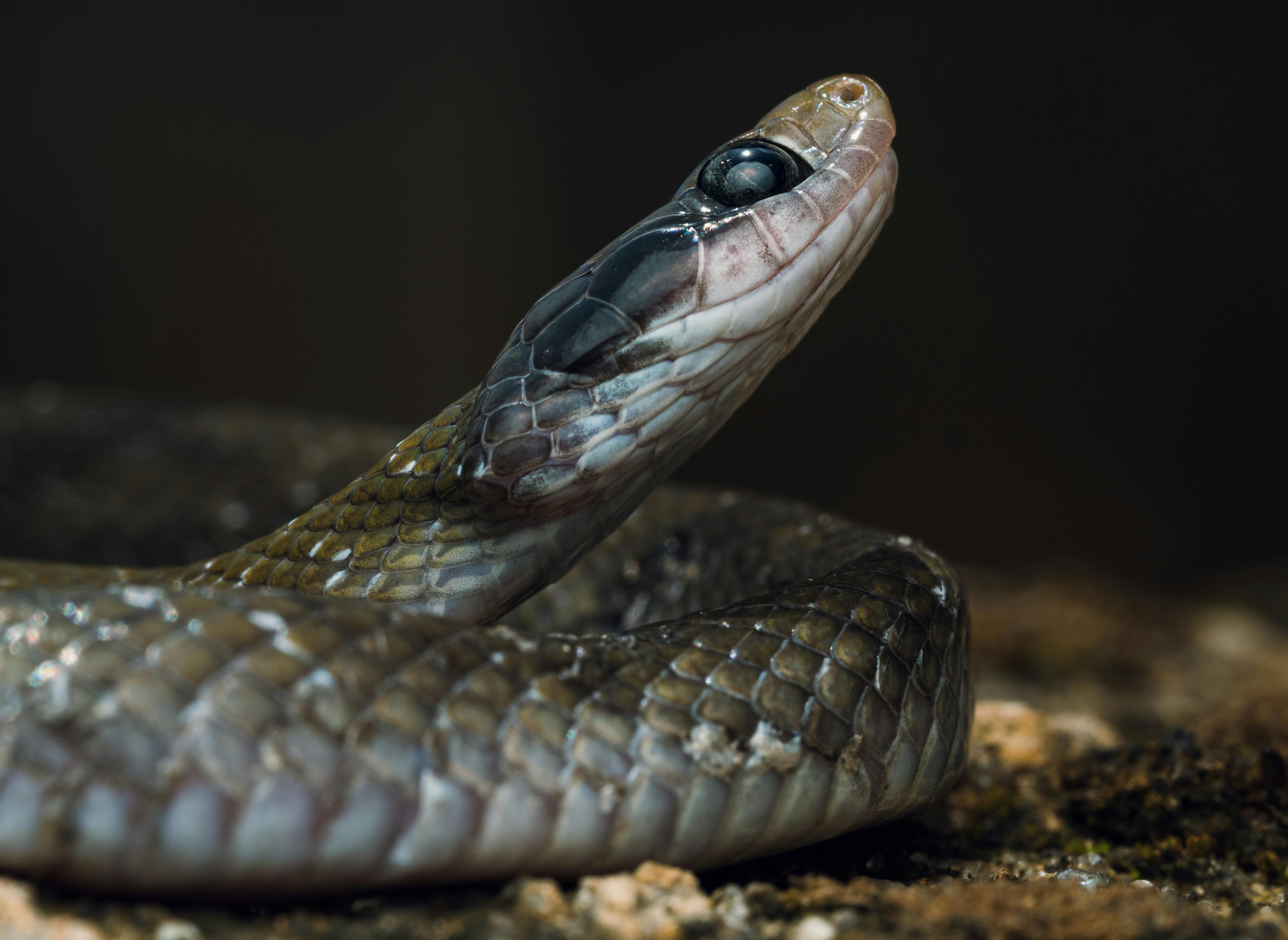 Nigerian Brown Snake